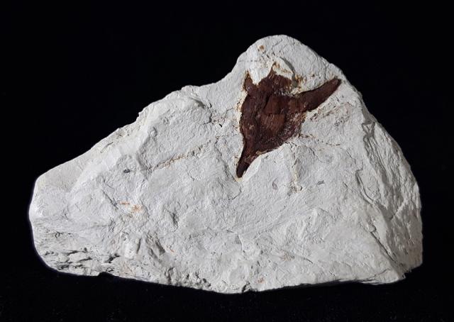 Hemitrapa heissigii GREGOR 1982 (Wassernuss) - Bild © FossNet FossilienStore